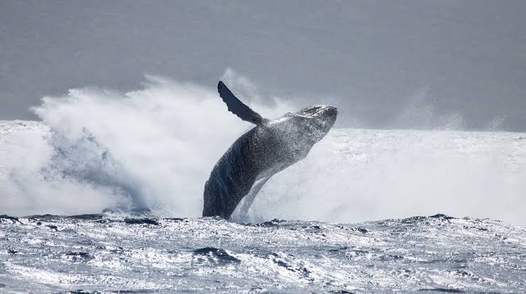 Whale Watching & Marine Wildlife Tours
